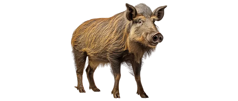 boar