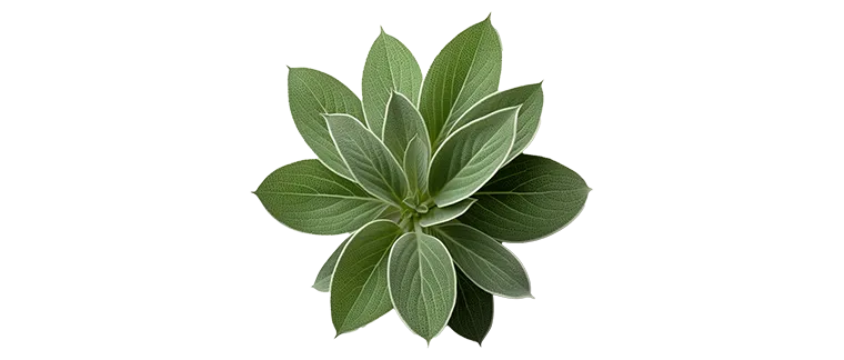 sage