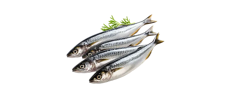sardine