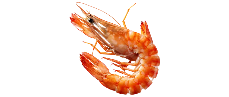 shrimp