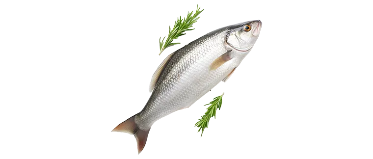 whitefish