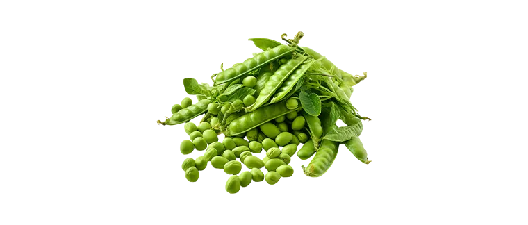 whole dried pea