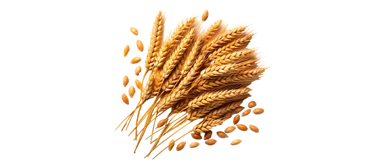 whole grain barley